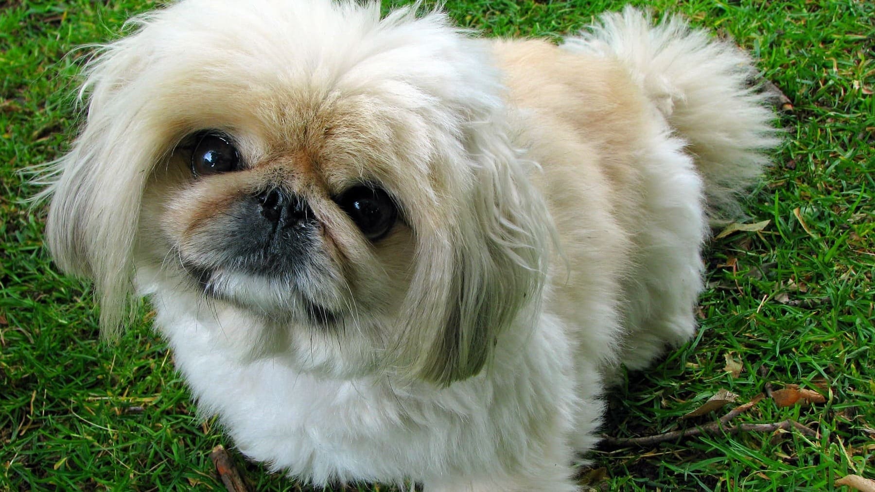 5-razas-de-perros-chinos-y-japoneses