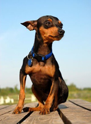 Doberman Pinscher