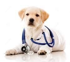 Cachorro Doctor